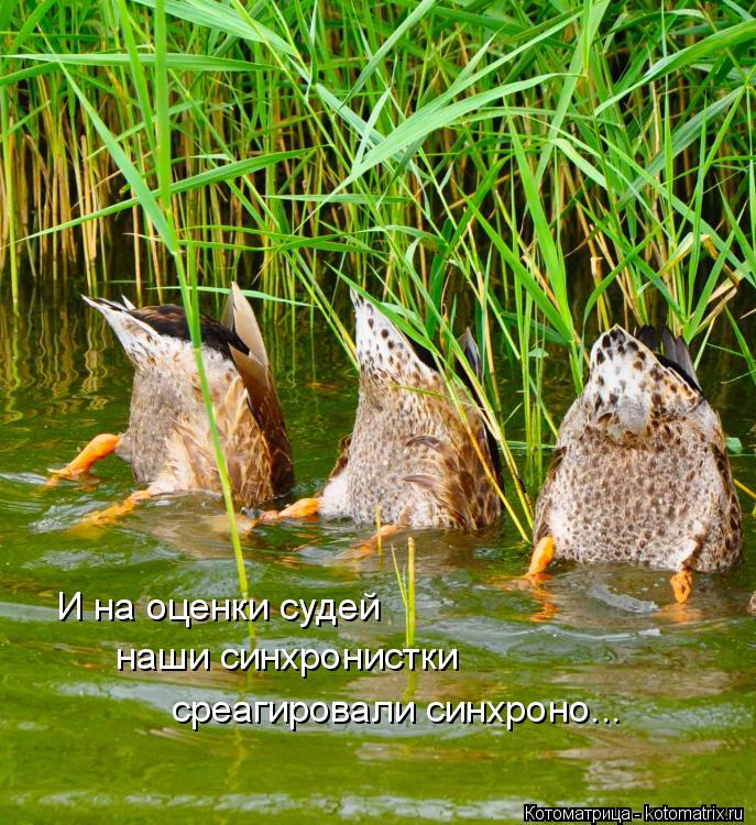 И на оценки судей наши синхронистки среагировали синхроно...... Котоматрица: И на оценки судей наши синхронистки среагировали синхроно...