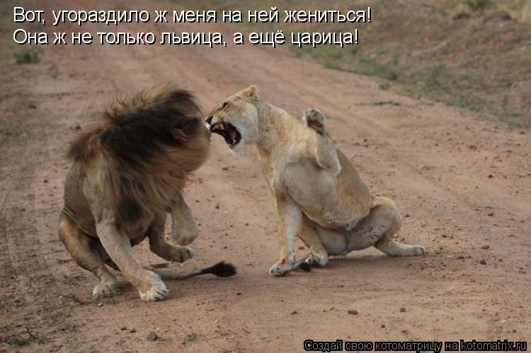 Котоматрица: Вот, угораздило ж меня на ней жениться! Она ж не только львица, а ещё царица!