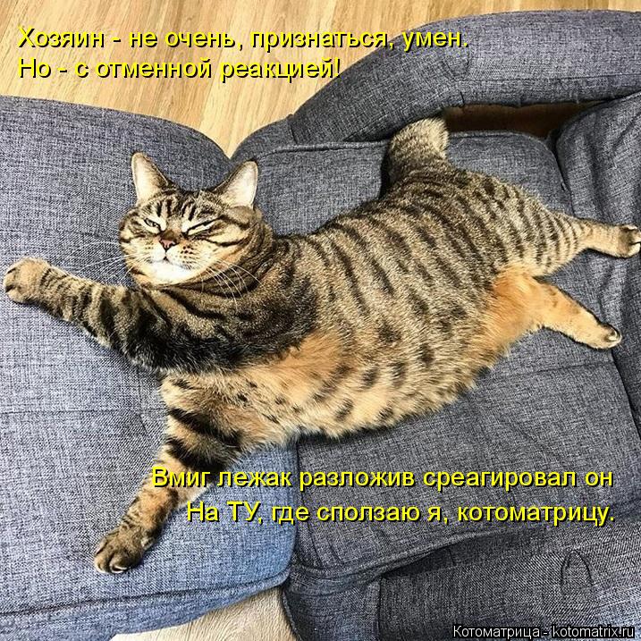 Хозяин - не очень, признаться, умен. Но - с отменной реакцией! Вмиг лежак разложив среагировал он На ... Котоматрица: Хозяин - не очень, признаться, умен. Но - с отменной реакцией! Вмиг лежак разложив среагировал он На ТУ, где сползаю я, котоматрицу.