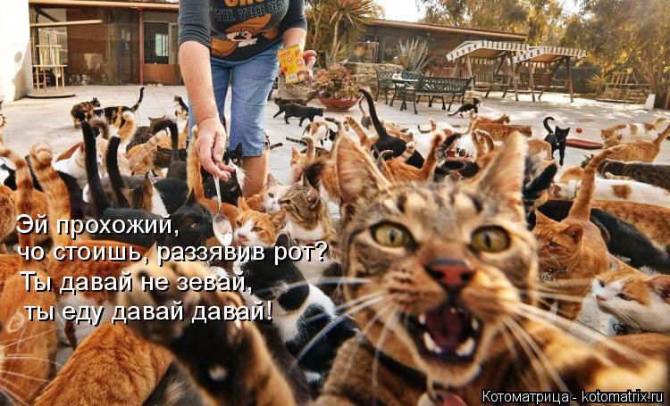 Эй прохожий, чо стоишь, раззявив рот? Ты давай не зевай, ты еду давай давай!... Котоматрица: Эй прохожий, чо стоишь, раззявив рот? Ты давай не зевай, ты еду давай давай!