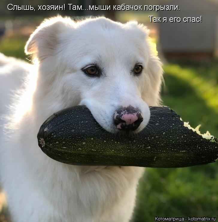 Слышь, хозяин! Там...мыши кабачок погрызли. Так я его спас!... Котоматрица: Слышь, хозяин! Там...мыши кабачок погрызли. Так я его спас!