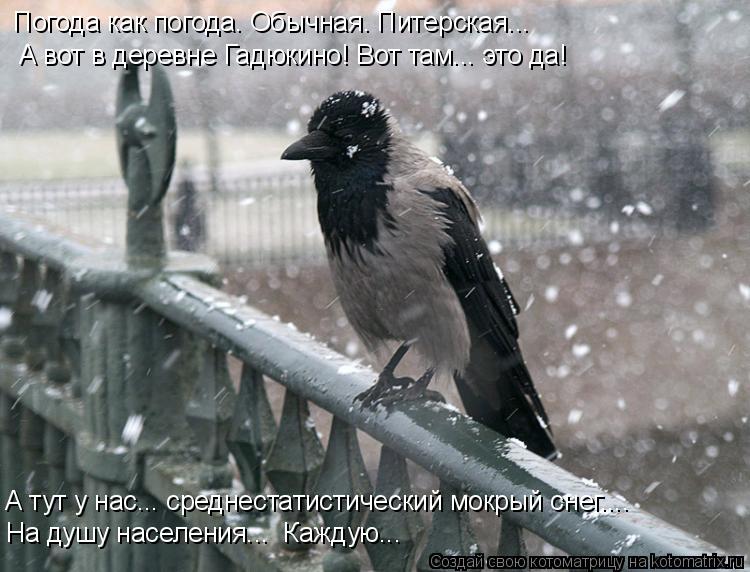 Погода как погода. Обычная. Питерская... А вот в деревне Гадюкино! Вот там... это да! На душу населе... Котоматрица: Погода как погода. Обычная. Питерская... А вот в деревне Гадюкино! Вот там... это да! На душу населения... Каждую... А тут у нас... среднестатисти?