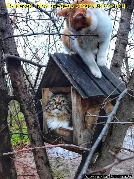 Вылезай! Моя очередь сторожить синиц!... Котоматрица: Вылезай! Моя очередь сторожить синиц!