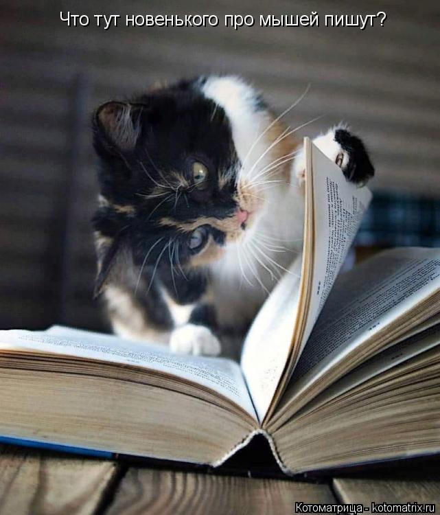 Что тут новенького про мышей пишут?... Котоматрица: Что тут новенького про мышей пишут?
