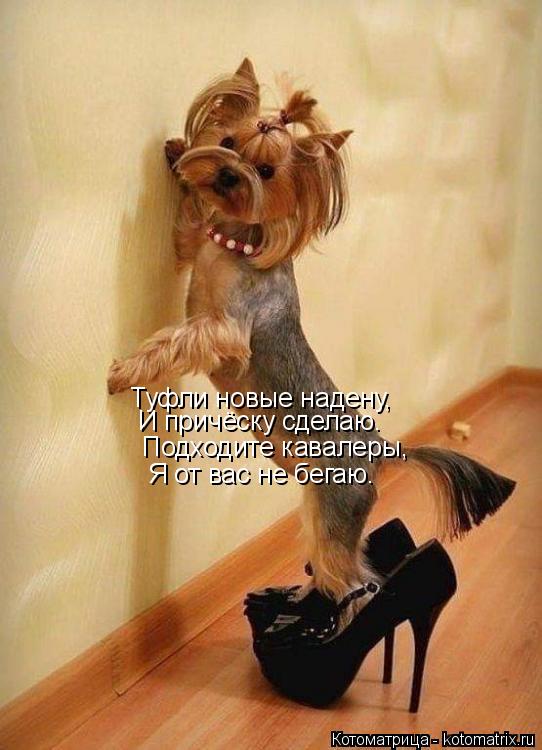 Туфли новые надену, И причёску сделаю. Подходите кавалеры, Я от вас не бегаю.... Котоматрица: Туфли новые надену, И причёску сделаю. Подходите кавалеры, Я от вас не бегаю.