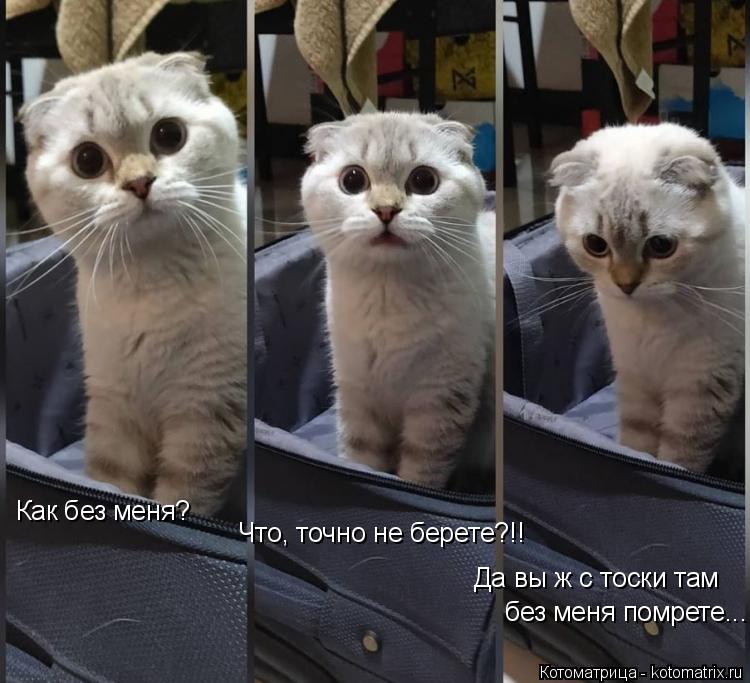 Как без меня? Что, точно не берете?!! Да вы ж с тоски там без меня помрете...... Котоматрица: Как без меня? Что, точно не берете?!! Да вы ж с тоски там без меня помрете...