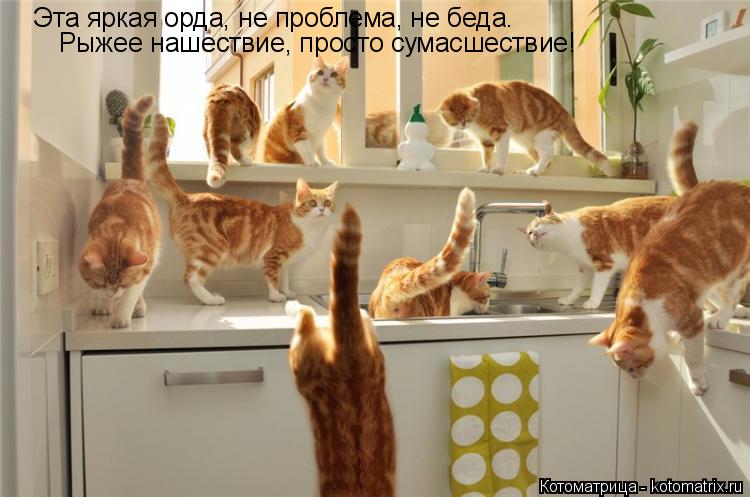 Эта яркая орда, не проблема, не беда. Рыжее нашествие, просто сумасшествие!... Котоматрица: Эта яркая орда, не проблема, не беда. Рыжее нашествие, просто сумасшествие!