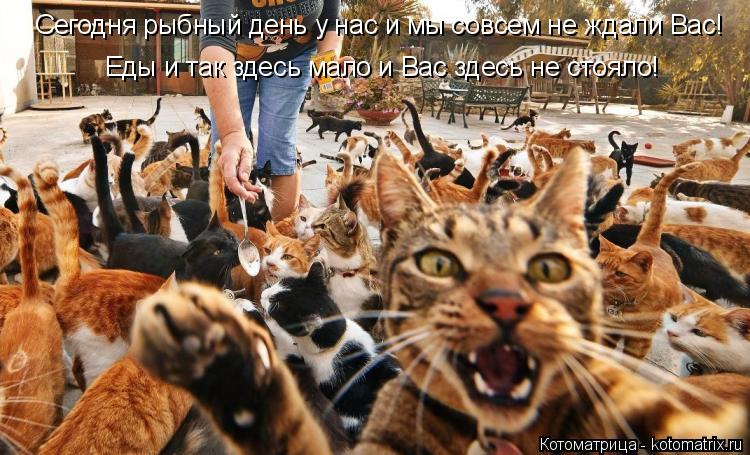 Сегодня рыбный день у нас и мы совсем не ждали Вас! Еды и так здесь мало и Вас здесь не стояло!... Котоматрица: Сегодня рыбный день у нас и мы совсем не ждали Вас! Еды и так здесь мало и Вас здесь не стояло!