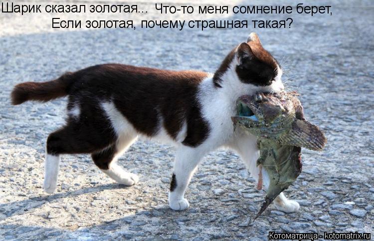 Шарик сказал золотая... Что-то меня сомнение берет, Если золотая, почему страшная такая?... Котоматрица: Шарик сказал золотая... Что-то меня сомнение берет, Если золотая, почему страшная такая?