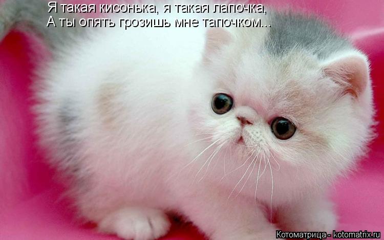Я такая кисонька, я такая лапочка, А ты опять грозишь мне тапочком...... Котоматрица: Я такая кисонька, я такая лапочка, А ты опять грозишь мне тапочком...