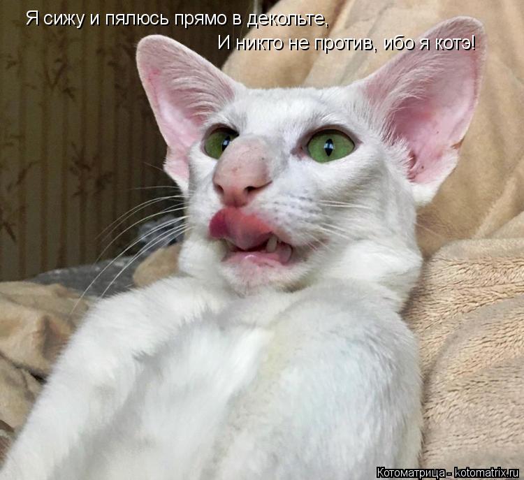 Я сижу и пялюсь прямо в декольте, И никто не против, ибо я котэ!... Котоматрица: Я сижу и пялюсь прямо в декольте, И никто не против, ибо я котэ!