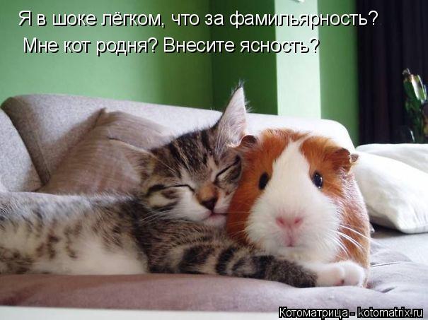 Я в шоке лёгком, что за фамильярность? Мне кот родня? Внесите ясность?... Котоматрица: Я в шоке лёгком, что за фамильярность? Мне кот родня? Внесите ясность?