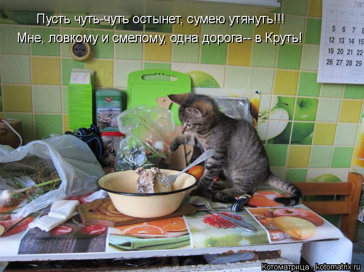 Пусть чуть-чуть остынет, сумею утянуть!!! Мне, ловкому и смелому, одна дорога-- в Круть!... Котоматрица: Пусть чуть-чуть остынет, сумею утянуть!!! Мне, ловкому и смелому, одна дорога-- в Круть!
