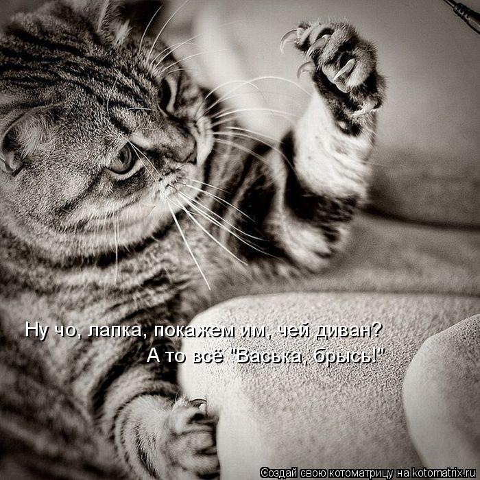 Ну чо, лапка, покажем им, чей диван? А то всё "Васька, брысь!"... Котоматрица: Ну чо, лапка, покажем им, чей диван? А то всё "Васька, брысь!"