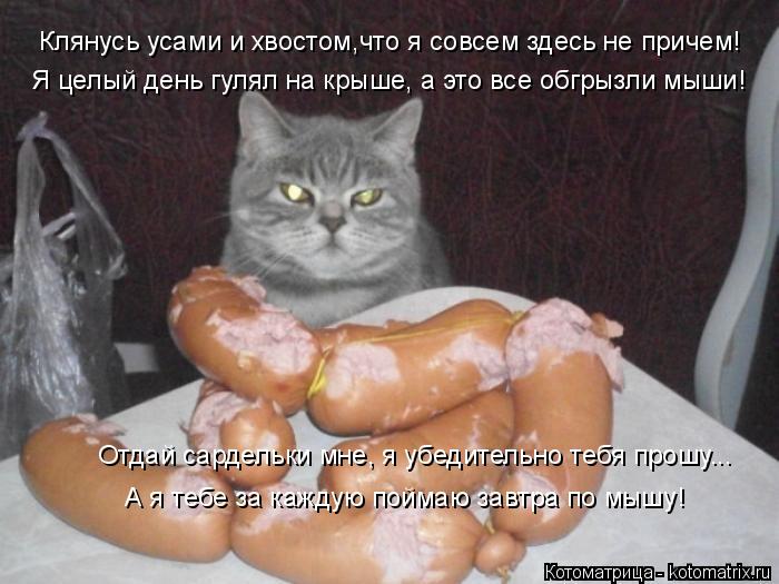 Я целый день гулял на крыше, а это все обгрызли мыши! Клянусь усами и хвостом,что я совсем здесь не п... Котоматрица: Я целый день гулял на крыше, а это все обгрызли мыши! Клянусь усами и хвостом,что я совсем здесь не причем! Отдай сардельки мне, я убедительно