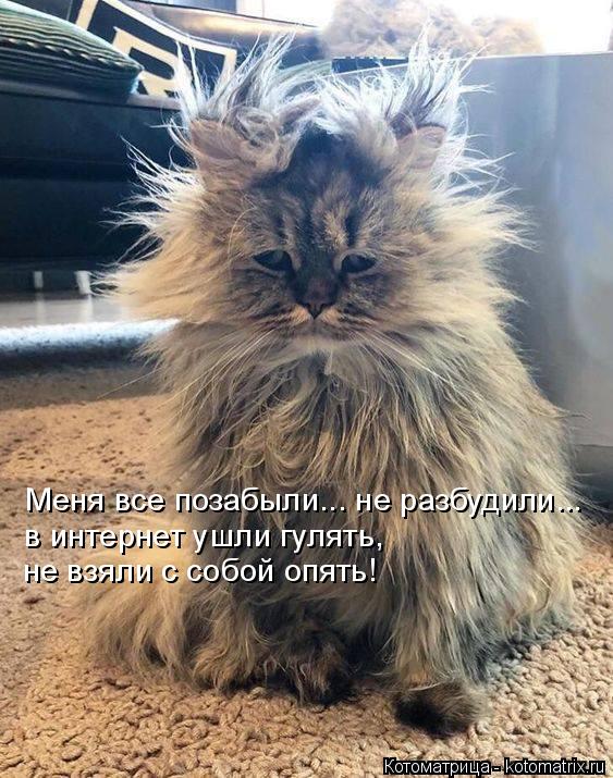Меня все позабыли... не разбудили... в интернет ушли гулять, не взяли с собой опять!... Котоматрица: Меня все позабыли... не разбудили... в интернет ушли гулять, не взяли с собой опять!