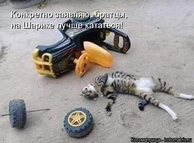 Конкретно заявляю, братцы, на Шарике лучше кататься!... Котоматрица: Конкретно заявляю, братцы, на Шарике лучше кататься!