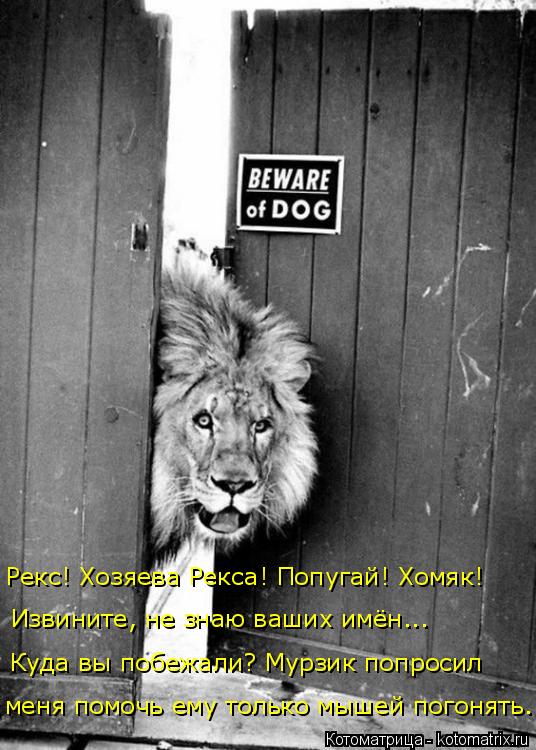 Куда вы побежали? Мурзик попросил Извините, не знаю ваших имён... Рекс! Хозяева Рекса! Попугай! Хомя... Котоматрица: Куда вы побежали? Мурзик попросил Извините, не знаю ваших имён... Рекс! Хозяева Рекса! Попугай! Хомяк! меня помочь ему только мышей погонять.