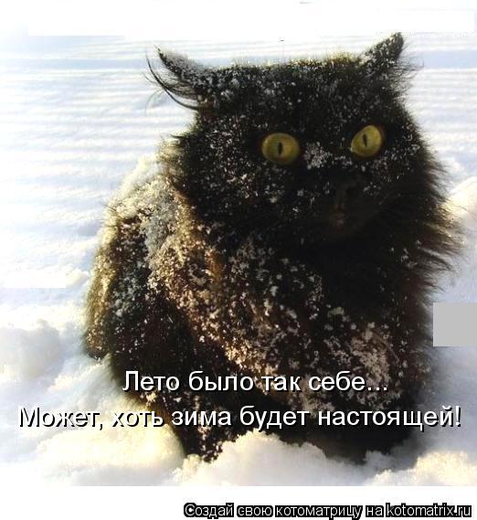 Лето было так себе... Может, хоть зима будет настоящей!... Котоматрица: Лето было так себе... Может, хоть зима будет настоящей!