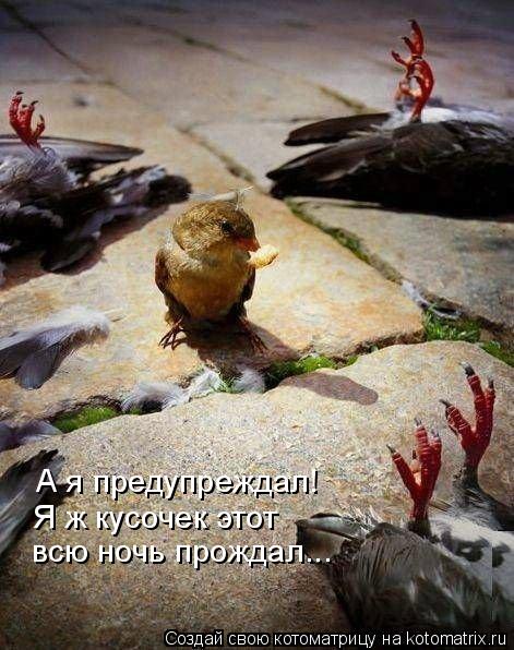 А я предупреждал! Я ж кусочек этот всю ночь прождал...... Котоматрица: А я предупреждал! Я ж кусочек этот всю ночь прождал...