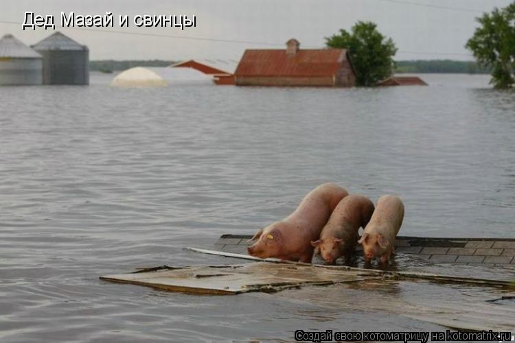 Дед Мазай и свинцы... Котоматрица: Дед Мазай и свинцы