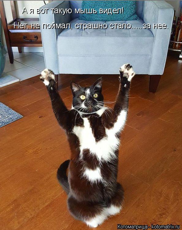 А я вот такую мышь видел! Нет, не поймал, страшно стало.....за нее.... Котоматрица: А я вот такую мышь видел! Нет, не поймал, страшно стало.....за нее.
