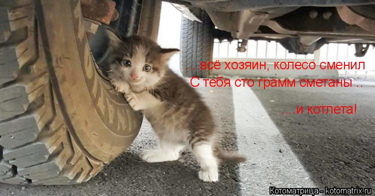 ....всё хозяин, колесо сменил С тебя сто грамм сметаны .. ....и котлета!... Котоматрица: ....всё хозяин, колесо сменил С тебя сто грамм сметаны .. ....и котлета!
