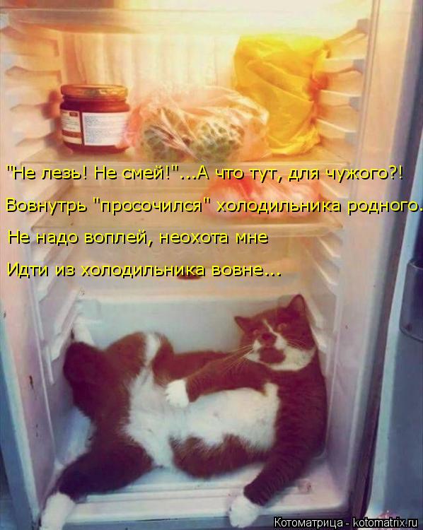Вовнутрь "просочился" холодильника родного. "Не лезь! Не смей!"...А что тут, для чужого?! Не надо воп... Котоматрица: Вовнутрь "просочился" холодильника родного. "Не лезь! Не смей!"...А что тут, для чужого?! Не надо воплей, неохота мне Идти из холодильника вовне.