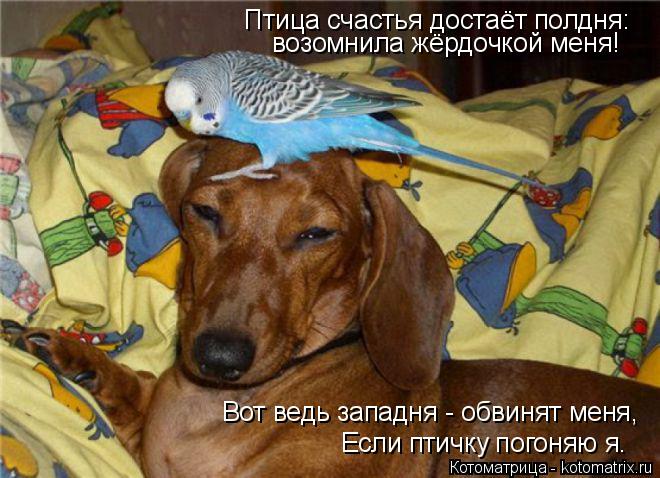 Котоматрица: Птица счастья достаёт полдня: возомнила жёрдочкой меня! Вот ведь западня - обвинят меня, Если птичку погоняю я.