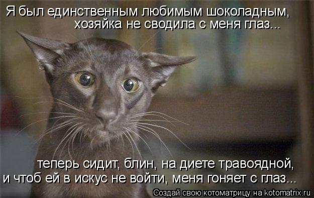 Котоматрица: Я был единственным любимым шоколадным, хозяйка не сводила с меня глаз... теперь сидит, блин, на диете травоядной, и чтоб ей в искус не войти, м?