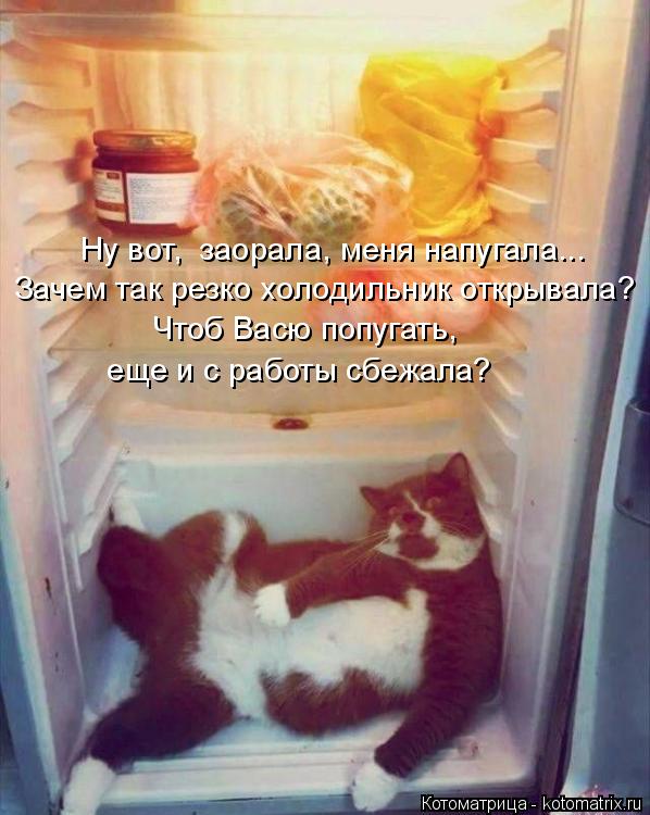 Ну вот, заорала, меня напугала... Зачем так резко холодильник открывала? Чтоб Васю попугать, еще и ... Котоматрица: Ну вот, заорала, меня напугала... Зачем так резко холодильник открывала? Чтоб Васю попугать, еще и с работы сбежала?