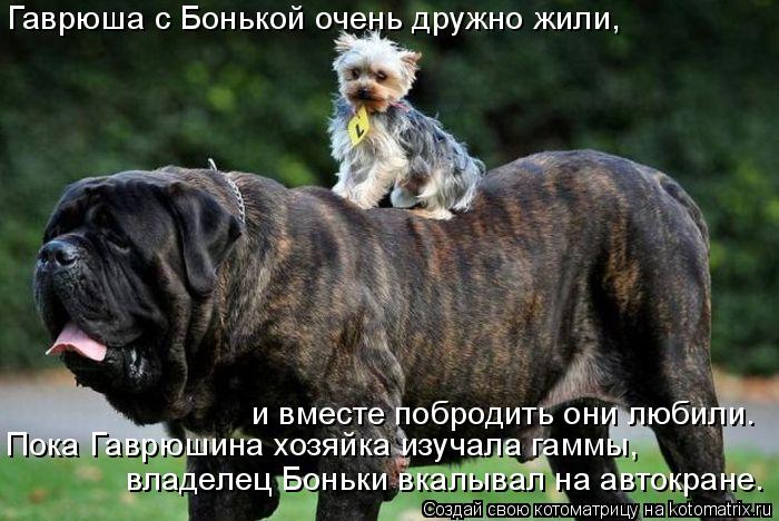 Гаврюша с Бонькой очень дружно жили, Пока Гаврюшина хозяйка изучала гаммы, владелец Боньки вкалывал н... Котоматрица: Гаврюша с Бонькой очень дружно жили, Пока Гаврюшина хозяйка изучала гаммы, владелец Боньки вкалывал на автокране. и вместе побродить они лю