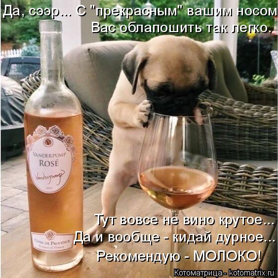 Котоматрица: Да, сээр... С "прекрасным" вашим носом Вас облапошить так легко. Тут вовсе не вино крутое... Да и вообще - кидай дурное... Рекомендую - МОЛОКО!