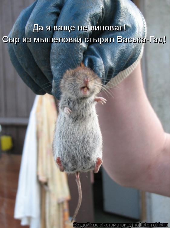 Да я ваще не виноват! Сыр из мышеловки стырил Васька-Гад!... Котоматрица: Да я ваще не виноват! Сыр из мышеловки стырил Васька-Гад!