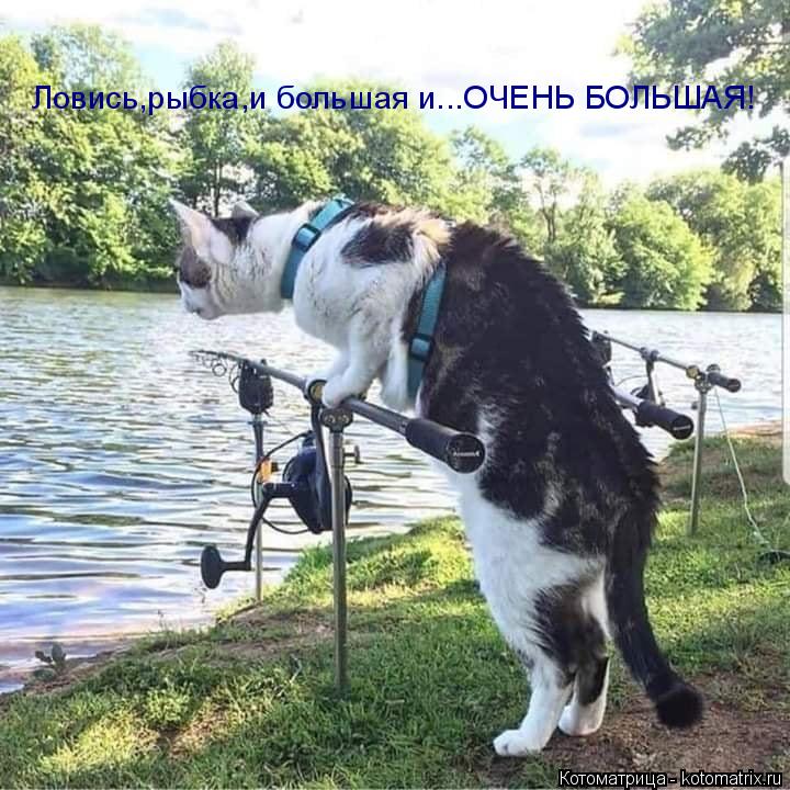 Ловись,рыбка,и большая и...ОЧЕНЬ БОЛЬШАЯ!... Котоматрица: Ловись,рыбка,и большая и...ОЧЕНЬ БОЛЬШАЯ!