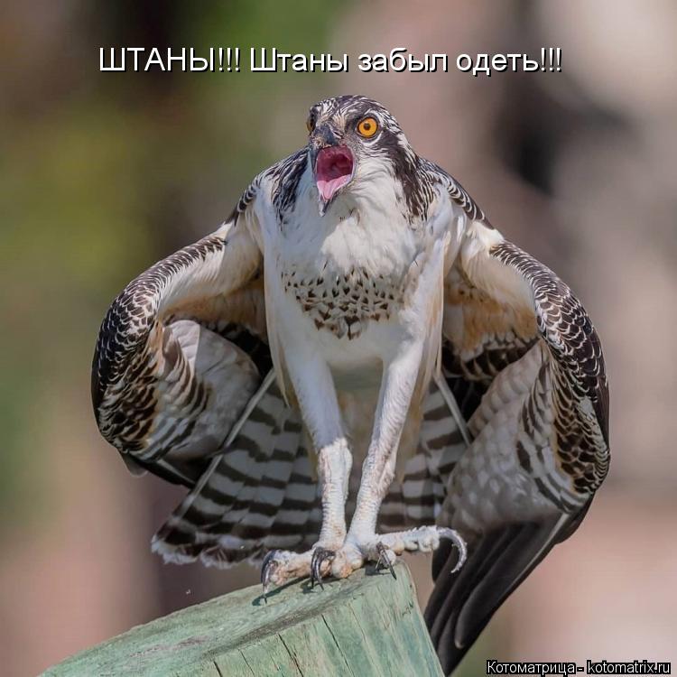 ШТАНЫ!!! Штаны забыл одеть!!!... Котоматрица: ШТАНЫ!!! Штаны забыл одеть!!!