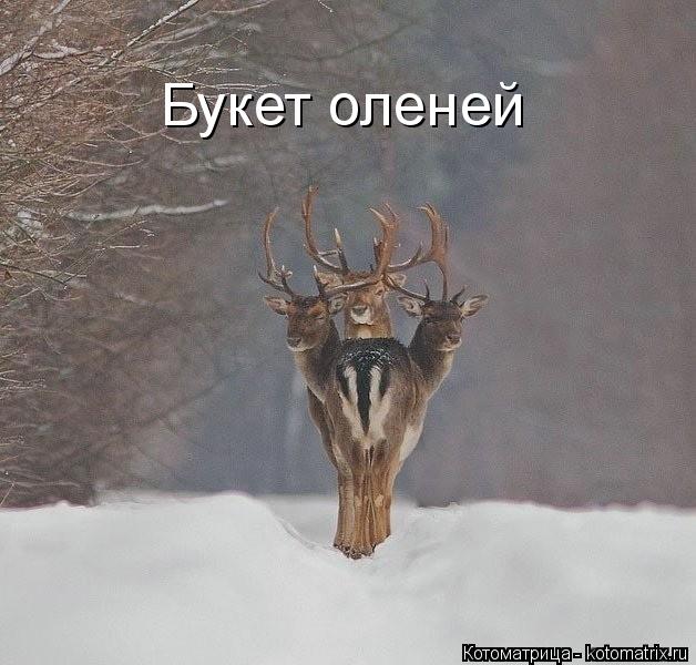 Букет оленей... Котоматрица: Букет оленей