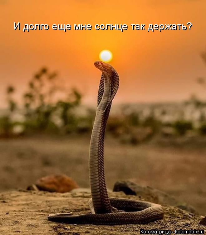 И долго еще мне солнце так держать?... Котоматрица: И долго еще мне солнце так держать?