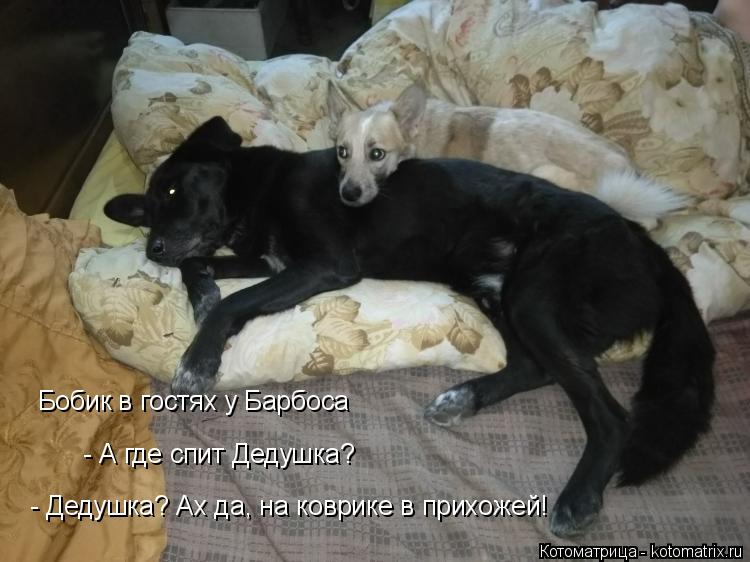 Бобик в гостях у Барбоса - А где спит Дедушка? - Дедушка? Ах да, на коврике в прихожей!... Котоматрица: Бобик в гостях у Барбоса - А где спит Дедушка? - Дедушка? Ах да, на коврике в прихожей!