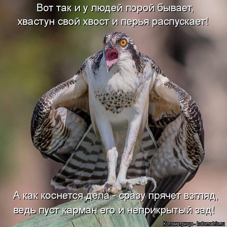 Вот так и у людей порой бывает, хвастун свой хвост и перья распускает! А как коснется дела - сразу пр... Котоматрица: Вот так и у людей порой бывает, хвастун свой хвост и перья распускает! А как коснется дела - сразу прячет взгляд, ведь пуст карман его и непри?