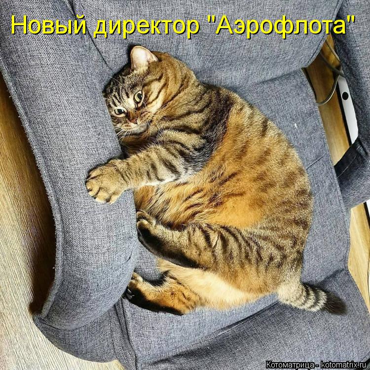 Новый директор "Аэрофлота"... Котоматрица: Новый директор "Аэрофлота"