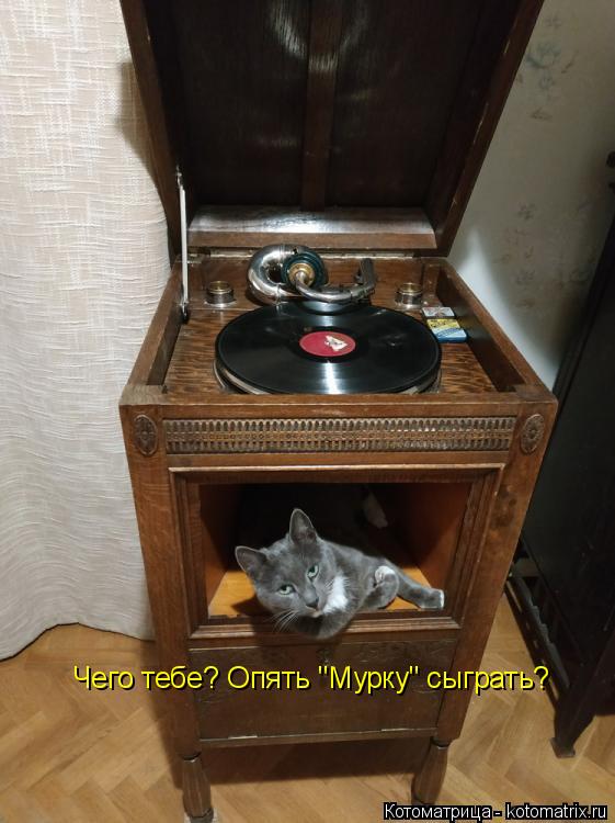 Чего тебе? Опять "Мурку" сыграть?... Котоматрица: Чего тебе? Опять "Мурку" сыграть?