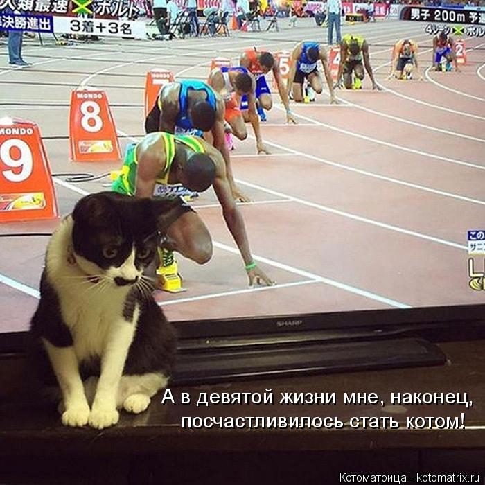 А в девятой жизни мне, наконец, посчастливилось стать котом!... Котоматрица: А в девятой жизни мне, наконец, посчастливилось стать котом!