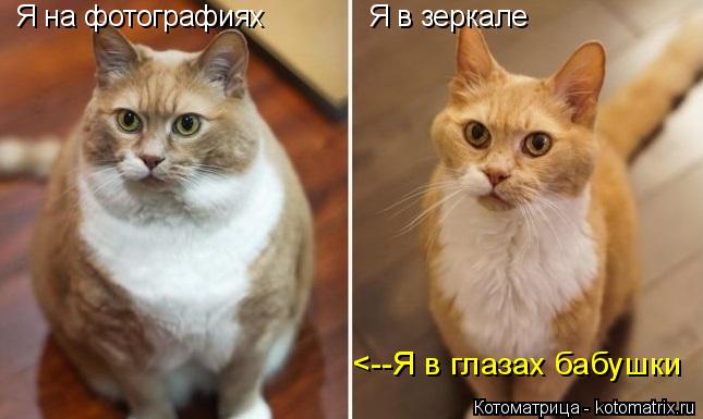 Я на фотографиях Я в зеркале <--Я в глазах бабушки... Котоматрица: Я на фотографиях Я в зеркале <--Я в глазах бабушки