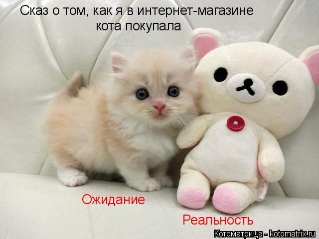Сказ о том, как я в интернет-магазине кота покупала Ожидание Реальность... Котоматрица: Сказ о том, как я в интернет-магазине кота покупала Ожидание Реальность