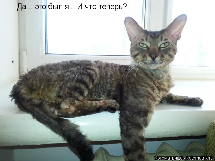 Да... это был я... И что теперь?... Котоматрица: Да... это был я... И что теперь?