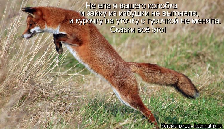 Не ела я вашего колобка и зайку из избушки не выгоняла, и курочку на уточку с гусочкой не меняла. Ска... Котоматрица: Не ела я вашего колобка и зайку из избушки не выгоняла, и курочку на уточку с гусочкой не меняла. Сказки всё это!