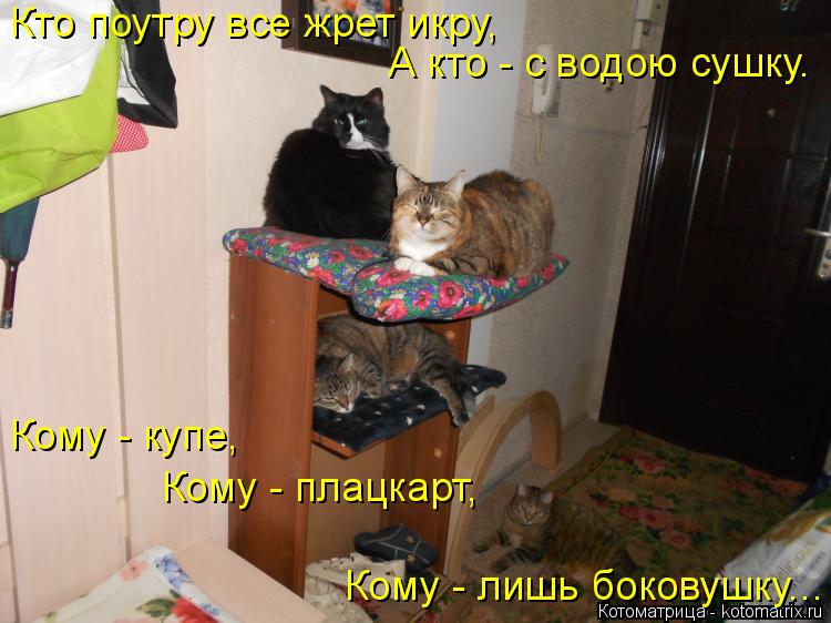 Кто поутру все жрет икру, А кто - с водою сушку. Кому - купе, Кому - плацкарт, Кому - лишь боковушку.... Котоматрица: Кто поутру все жрет икру, А кто - с водою сушку. Кому - купе, Кому - плацкарт, Кому - лишь боковушку...