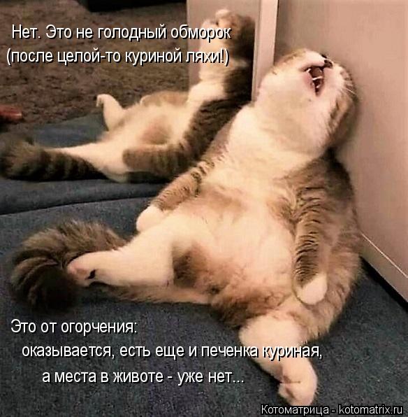 Нет. Это не голодный обморок (после целой-то куриной ляхи!) Это от огорчения: оказывается, есть еще ... Котоматрица: Нет. Это не голодный обморок (после целой-то куриной ляхи!) Это от огорчения: оказывается, есть еще и печенка куриная, а места в животе - уже н?