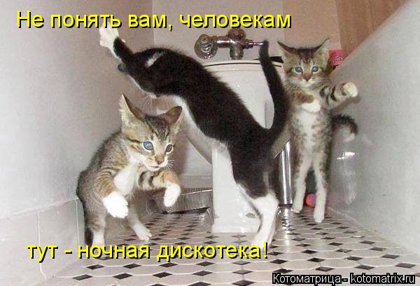 Не понять вам, человекам тут - ночная дискотека!... Котоматрица: Не понять вам, человекам тут - ночная дискотека!